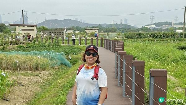 【古洞麒麟山坳至上水行山篇】古洞水塘 ➕️ 塱原濕地公園