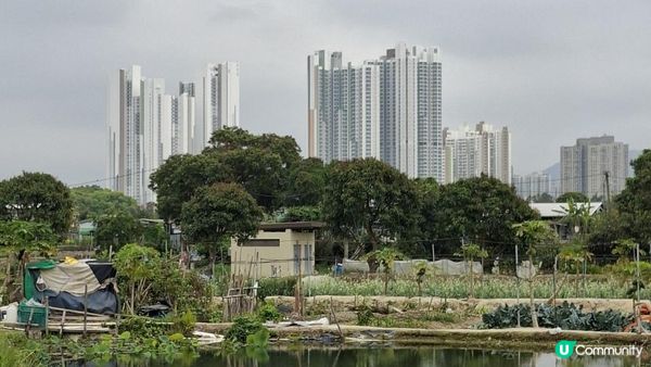 【古洞麒麟山坳至上水行山篇】古洞水塘 ➕️ 塱原濕地公園