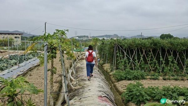【古洞麒麟山坳至上水行山篇】古洞水塘 ➕️ 塱原濕地公園