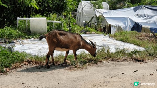 大棠行山， 適合一家大細， 享受家庭樂之餘， 還可以飽覽美景...