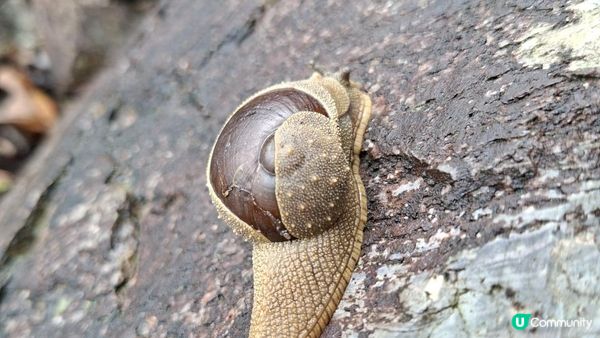 【馬鞍山大水坑至沙田廣源邨行山篇】石芽山、跨天懸門/天涯石窗