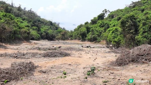 【大嶼山芝麻灣半島行山篇】大牛湖頂、十塱水塘、老人山、廟仔墩、貝澳泳灘