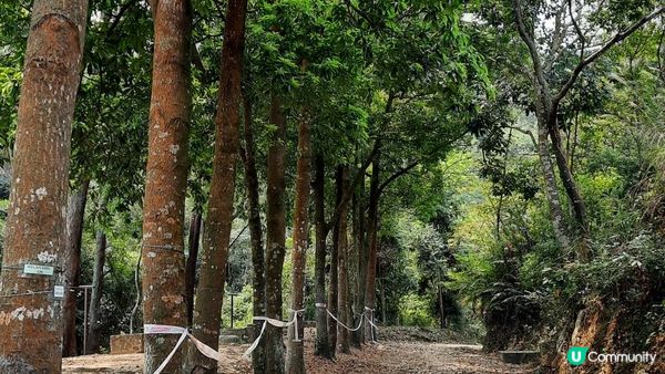 【大嶼山芝麻灣半島行山篇】大牛湖頂、十塱水塘、老人山、廟仔墩、貝澳泳灘