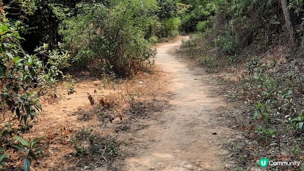 【大嶼山芝麻灣半島行山篇】大牛湖頂、十塱水塘、老人山、廟仔墩、貝澳泳灘