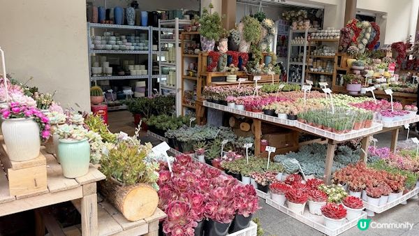 說好的花海呢? 深圳南山區荷蘭花卉小鎮