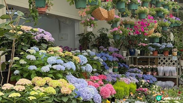 說好的花海呢? 深圳南山區荷蘭花卉小鎮