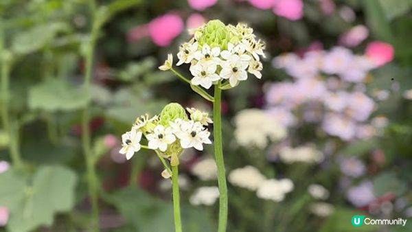 說好的花海呢? 深圳南山區荷蘭花卉小鎮