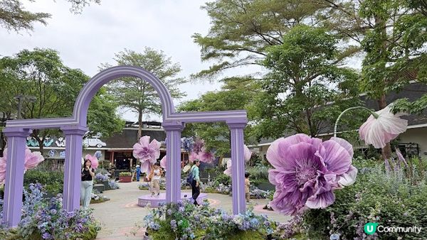 說好的花海呢? 深圳南山區荷蘭花卉小鎮