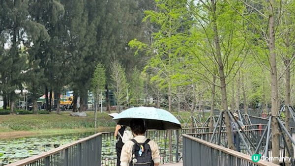 說好的花海呢? 深圳南山區荷蘭花卉小鎮