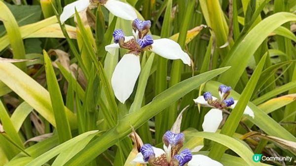 說好的花海呢? 深圳南山區荷蘭花卉小鎮