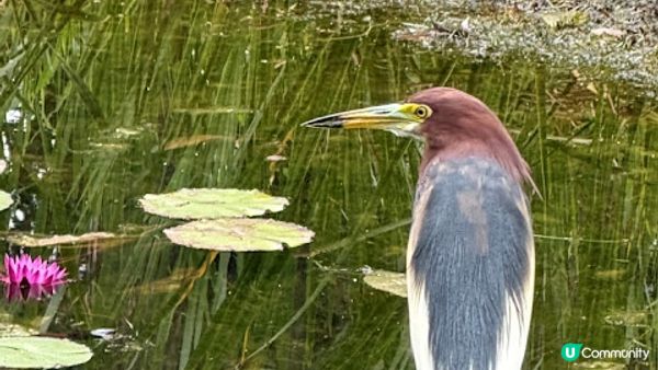 說好的花海呢? 深圳南山區荷蘭花卉小鎮