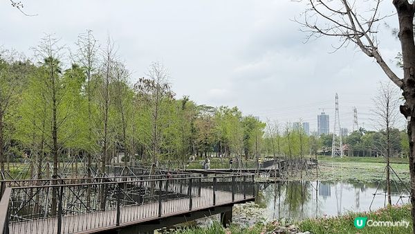 說好的花海呢? 深圳南山區荷蘭花卉小鎮