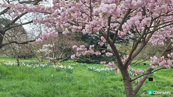 得啖笑 (7) - 倫敦的櫻花