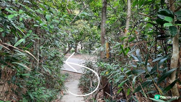 【大水坑至馬鞍山村行山篇】青蛙石、吊手岩、牛押山、馬鞍山、彎曲山