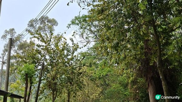 【中山迷你版九寨溝😂😍】岐澳古道•古寨溝