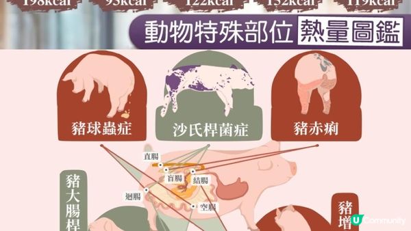 #多D芥辣甜醬 🐷 食豬生腸其實係食緊輸卵管＋子宮