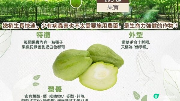 #清甜消暑降血壓 🥒 營養零死角 #佛手瓜