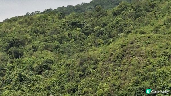 【荔枝窩至烏蛟騰行山篇🚶‍♀️⛰️】攀背頂、老虎石頂、媽騰古道