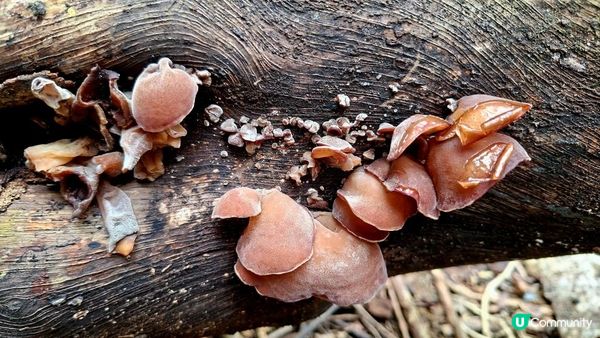 【荔枝窩至烏蛟騰行山篇🚶‍♀️⛰️】攀背頂、老虎石頂、媽騰古道