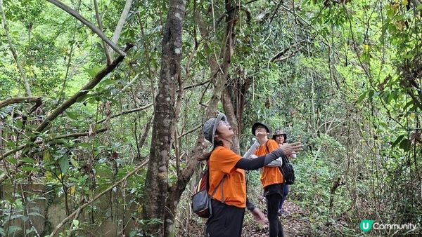 【荔枝窩至烏蛟騰行山篇🚶‍♀️⛰️】攀背頂、老虎石頂、媽騰古道