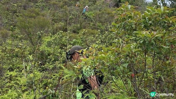 【荔枝窩至烏蛟騰行山篇🚶‍♀️⛰️】攀背頂、老虎石頂、媽騰古道