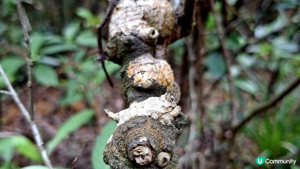 【荔枝窩至烏蛟騰行山篇🚶‍♀️⛰️】攀背頂、老虎石頂、媽騰古道