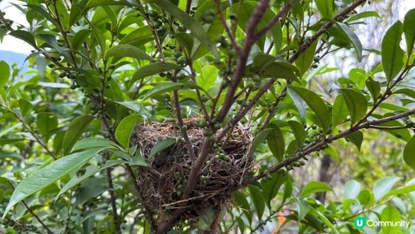【荔枝窩至烏蛟騰行山篇🚶‍♀️⛰️】攀背頂、老虎石頂、媽騰古道