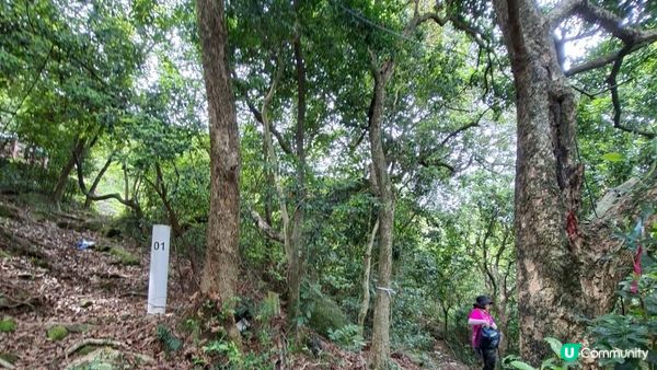 【沙田第一城至黃大仙行山篇🚶‍♀️⛰️】插桅杆石林、多石頂石室、崗背頂