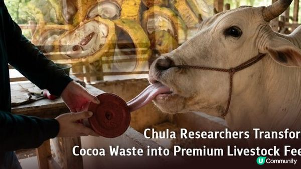 朱拉隆功大學研究人員將可可廢料製成優質畜禽飼料