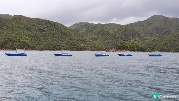 【荔枝窩至烏蛟騰行山篇】印洲塘郊遊徑、三椏村、苗三古道、迷椏走廊、上下苗田