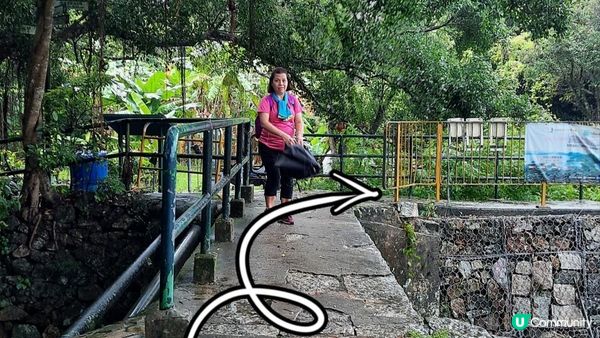 【荔枝窩至烏蛟騰行山篇】印洲塘郊遊徑、三椏村、苗三古道、迷椏走廊、上下苗田