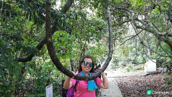 【荔枝窩至烏蛟騰行山篇】印洲塘郊遊徑、三椏村、苗三古道、迷椏走廊、上下苗田
