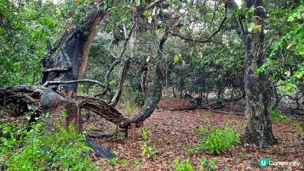 【荔枝窩至烏蛟騰行山篇】印洲塘郊遊徑、三椏村、苗三古道、迷椏走廊、上下苗田