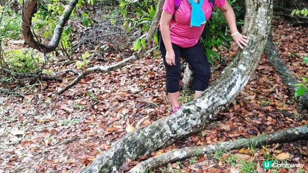 【荔枝窩至烏蛟騰行山篇】印洲塘郊遊徑、三椏村、苗三古道、迷椏走廊、上下苗田