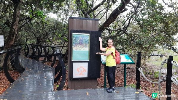 【荔枝窩至烏蛟騰行山篇】印洲塘郊遊徑、三椏村、苗三古道、迷椏走廊、上下苗田