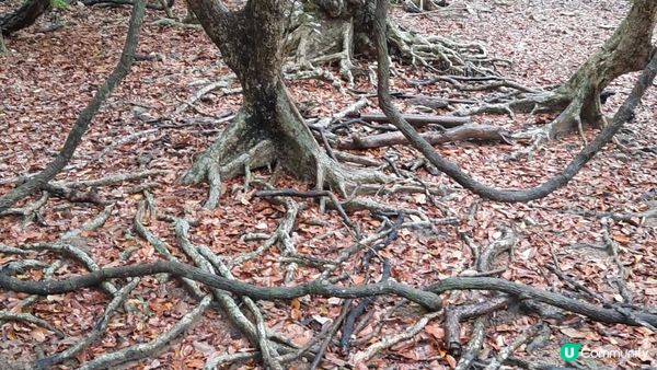 【荔枝窩至烏蛟騰行山篇】印洲塘郊遊徑、三椏村、苗三古道、迷椏走廊、上下苗田