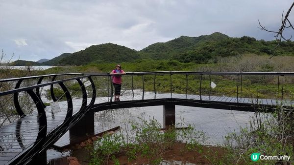 【荔枝窩至烏蛟騰行山篇】印洲塘郊遊徑、三椏村、苗三古道、迷椏走廊、上下苗田