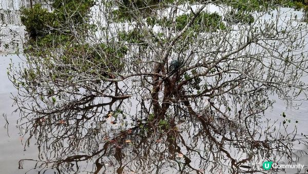 【荔枝窩至烏蛟騰行山篇】印洲塘郊遊徑、三椏村、苗三古道、迷椏走廊、上下苗田