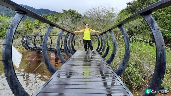【荔枝窩至烏蛟騰行山篇】印洲塘郊遊徑、三椏村、苗三古道、迷椏走廊、上下苗田