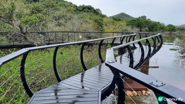 【荔枝窩至烏蛟騰行山篇】印洲塘郊遊徑、三椏村、苗三古道、迷椏走廊、上下苗田