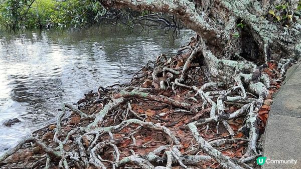 【荔枝窩至烏蛟騰行山篇】印洲塘郊遊徑、三椏村、苗三古道、迷椏走廊、上下苗田