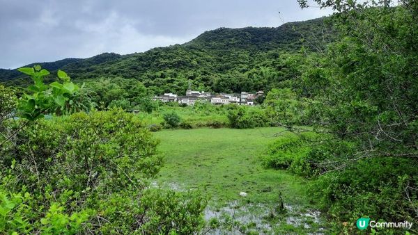 【荔枝窩至烏蛟騰行山篇】印洲塘郊遊徑、三椏村、苗三古道、迷椏走廊、上下苗田