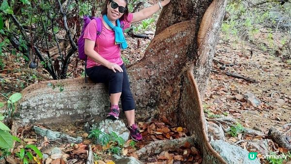 【荔枝窩至烏蛟騰行山篇】印洲塘郊遊徑、三椏村、苗三古道、迷椏走廊、上下苗田