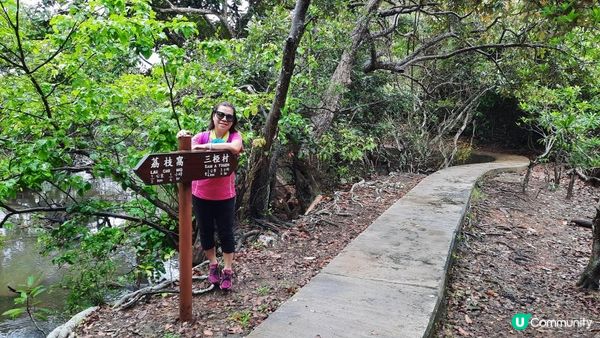 【荔枝窩至烏蛟騰行山篇】印洲塘郊遊徑、三椏村、苗三古道、迷椏走廊、上下苗田