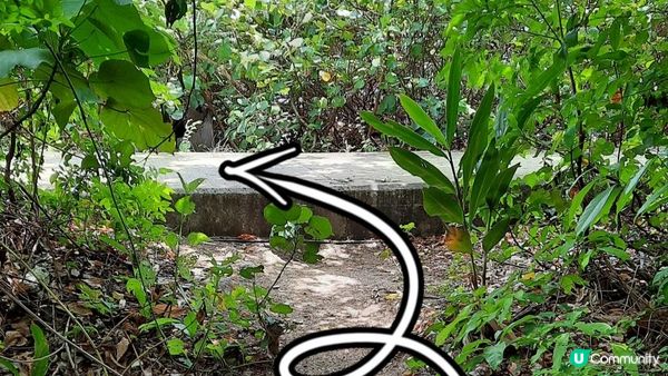 【大澳行山篇】鳳凰徑7段、水澇漕、二澳舊村、煎魚灣、象鼻岩、雞翼角