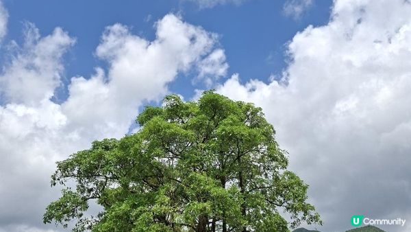 【沙頭角邊境禁區快閃遊👣】沙頭角海旁長廊、天后宮、公眾碼頭、沙頭角之角、火車站公園、中英街公園