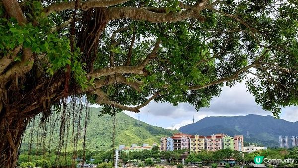 【沙頭角邊境禁區快閃遊👣】沙頭角海旁長廊、天后宮、公眾碼頭、沙頭角之角、火車站公園、中英街公園