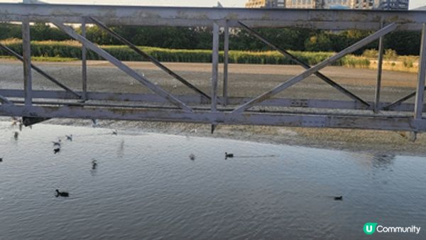 東印度船塢水池 (East India Docks Basi...