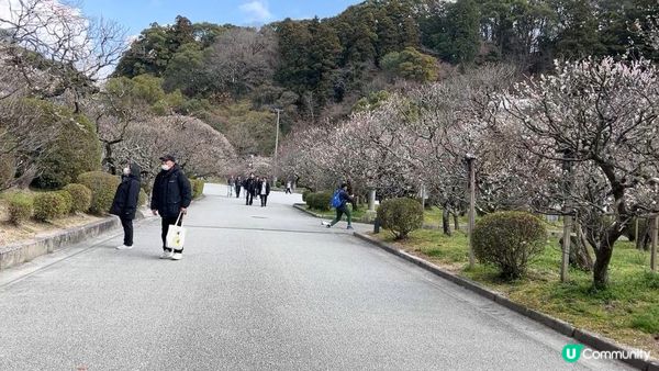 【福岡自由行】太宰府天滿宮一日遊攻略：求學業超靈驗摸神牛、隈研吾大師級特色星巴克，加碼必食熱辣辣梅枝餅！