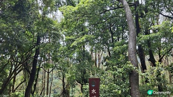 雨後澎湃滿滿的城門水塘【白千層及大城石澗👣】